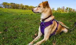 what is the strongest dog harness on the market.